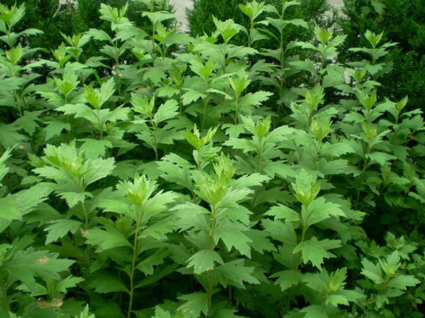 八大庭院辟邪风水植物