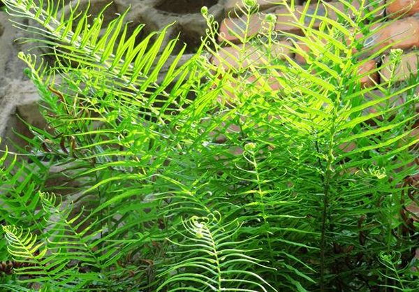 蕨类植物在园林中的多彩应用