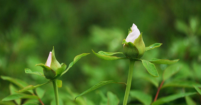 【涨姿势】关于植物的10个冷知识