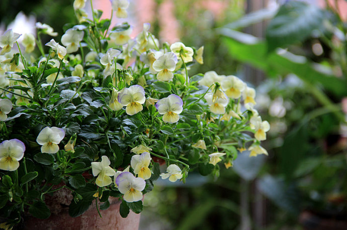 【花园园艺】阳台绿植夏季养护