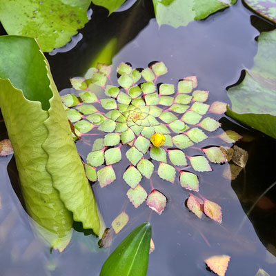 【植物笔记】水上烟火——黄花菱