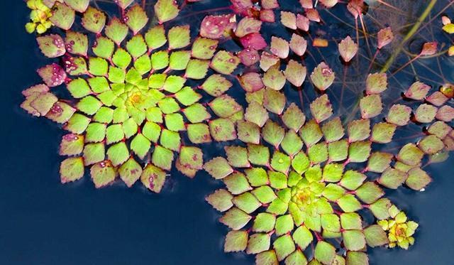 【植物笔记】水上烟火——黄花菱