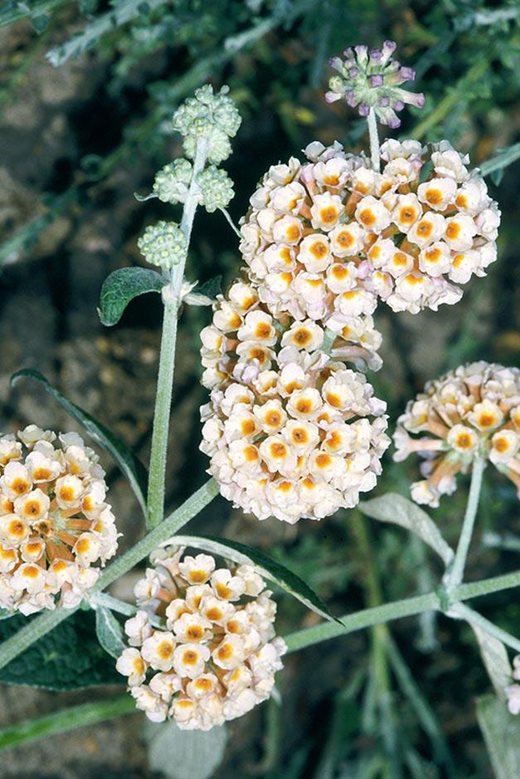 花园中适宜选用的野生植物