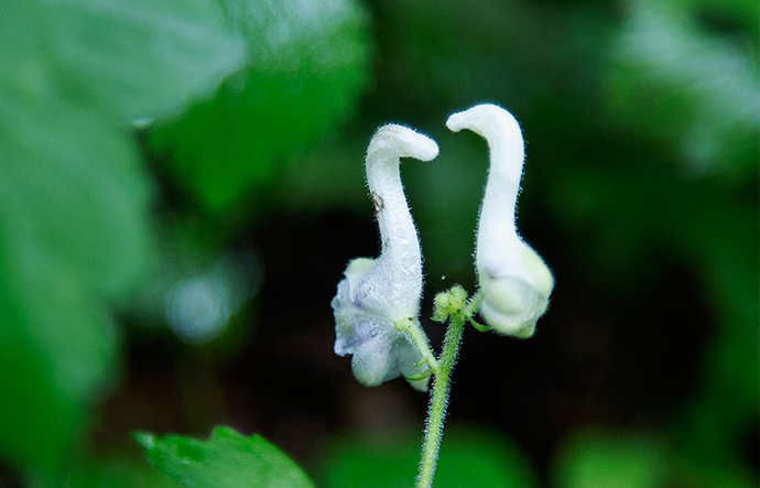 【植物趣闻】当植物长成了动物的样子，是萌还是丑？