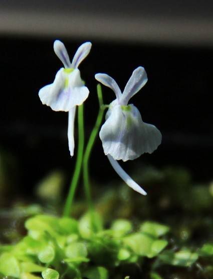 【植物趣闻】当植物长成了动物的样子，是萌还是丑？