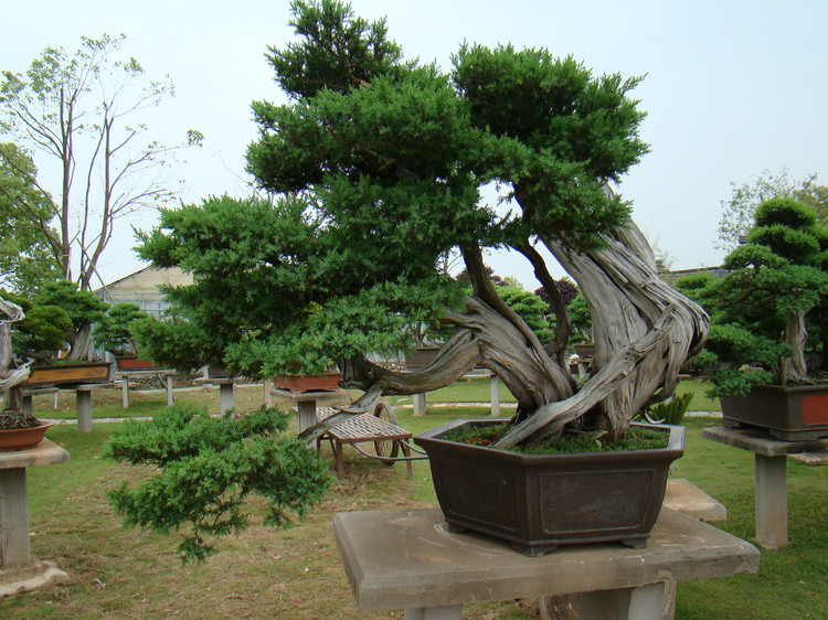 【盆景赏】来自国内最大的私家盆景花园——鲍家花园