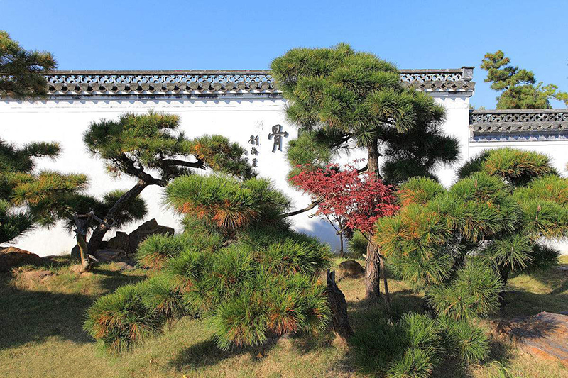 【盆景赏】来自国内最大的私家盆景花园——鲍家花园