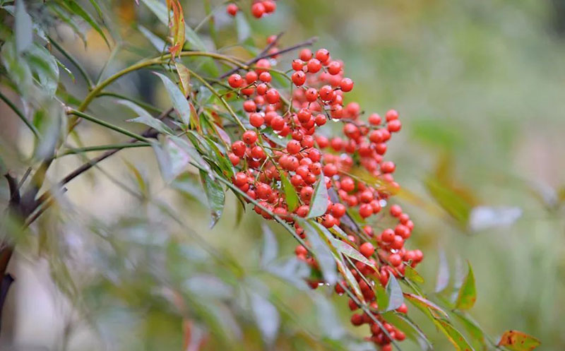 冬季观果植物盘点