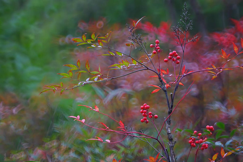 冬季观果植物盘点