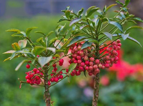 冬季观果植物盘点