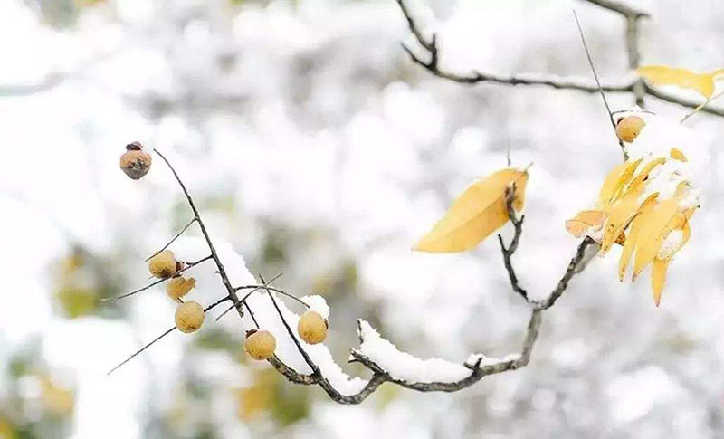 冬季观果植物盘点