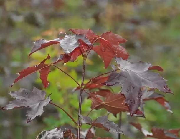 私家花园设计中12种园林花园彩叶树木是哪些