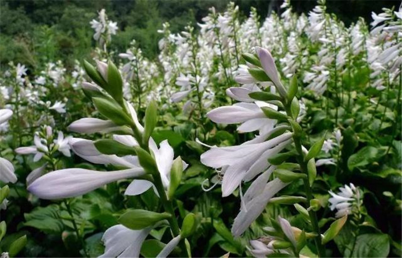 庭院花园设计适合冬季养殖的花草有哪些