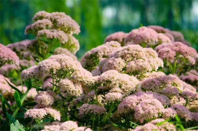 庭院花园设计适合冬季养殖的花草有哪些