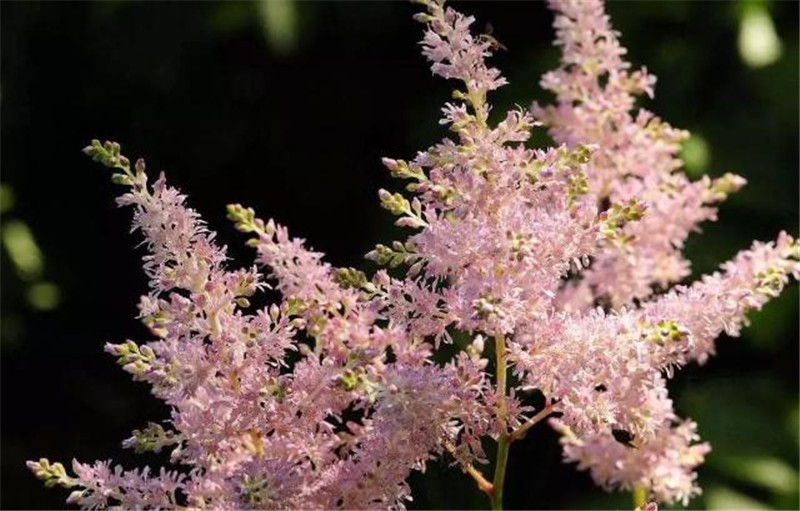 庭院花园设计适合冬季养殖的花草有哪些