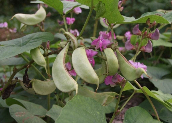 花园设计栽种这十种藤蔓植物美观又实用