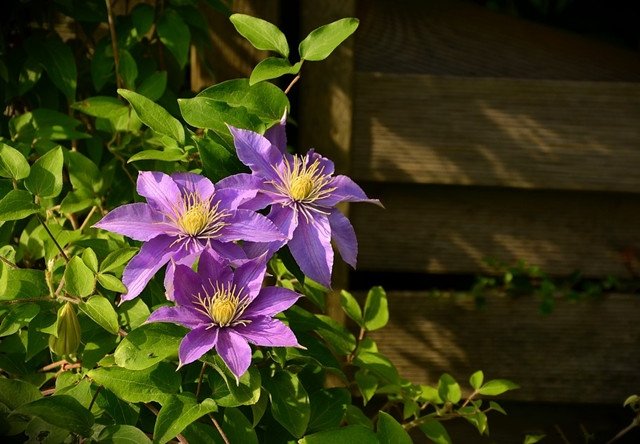 “花园三宝”是那些花？你知道吗？